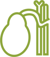 Желчный пузырь