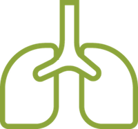 Легких/бронхи